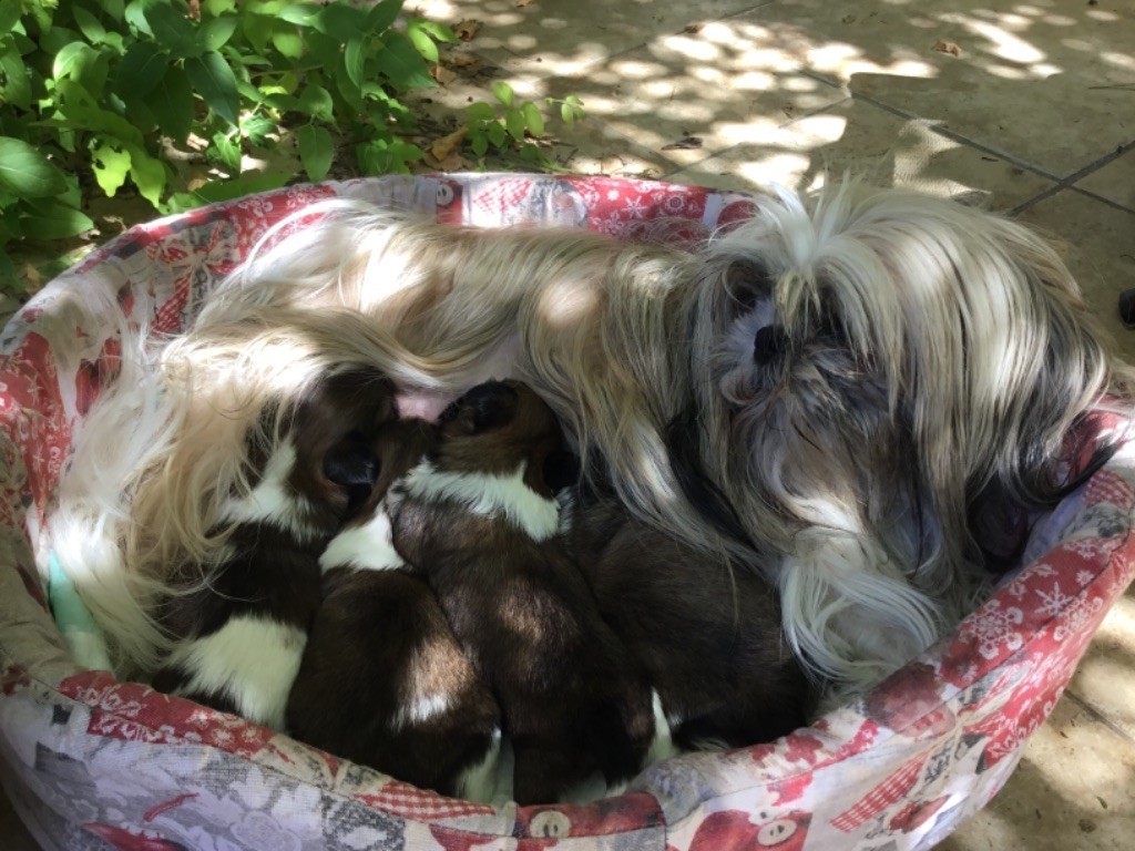 chiot Shih Tzu Des Petites Douceurs