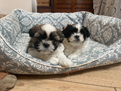 Des Petites Douceurs - Shih Tzu - Portée née le 11/09/2024