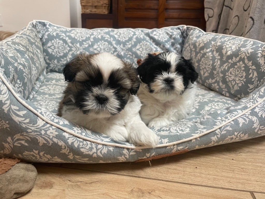 chiot Shih Tzu Des Petites Douceurs